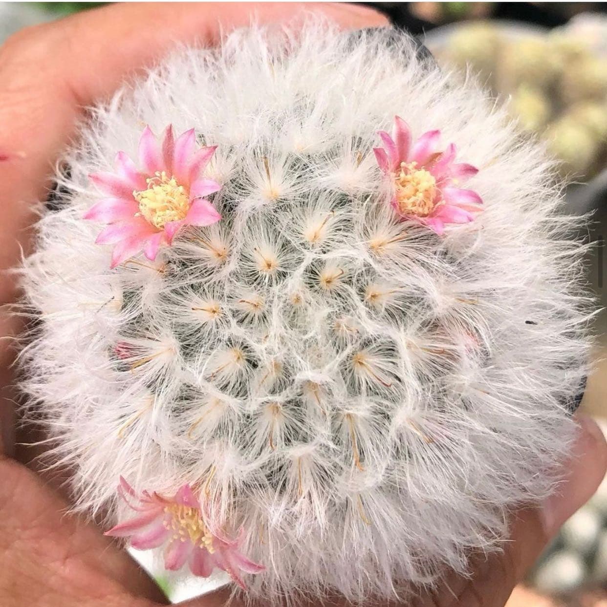 Mammillaria bocasana