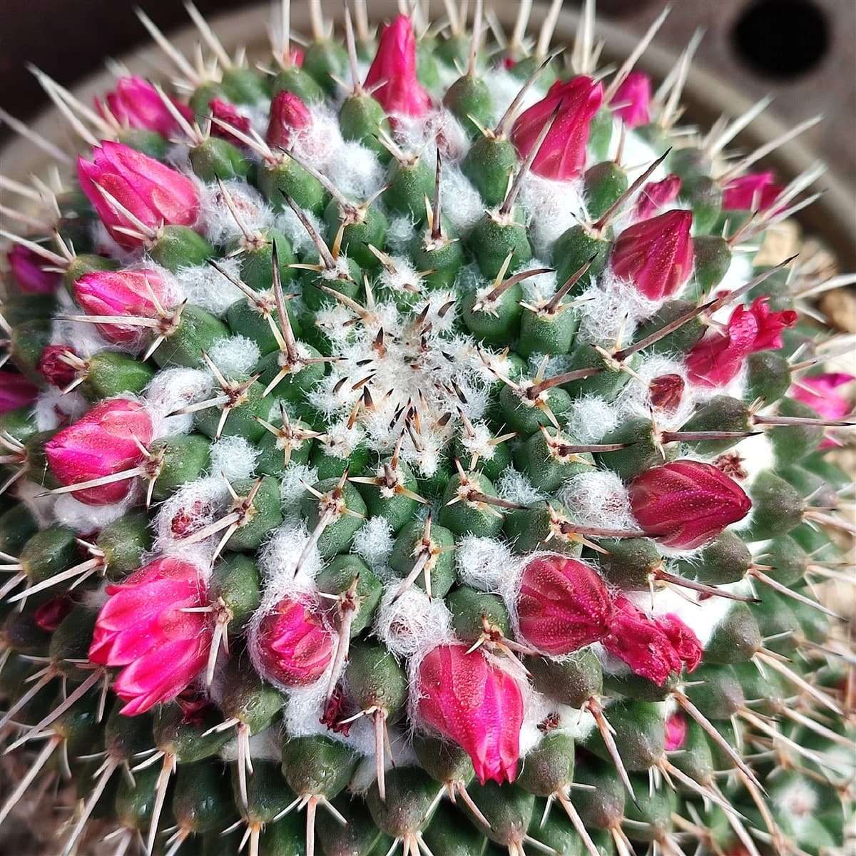 Mammillaria compressa