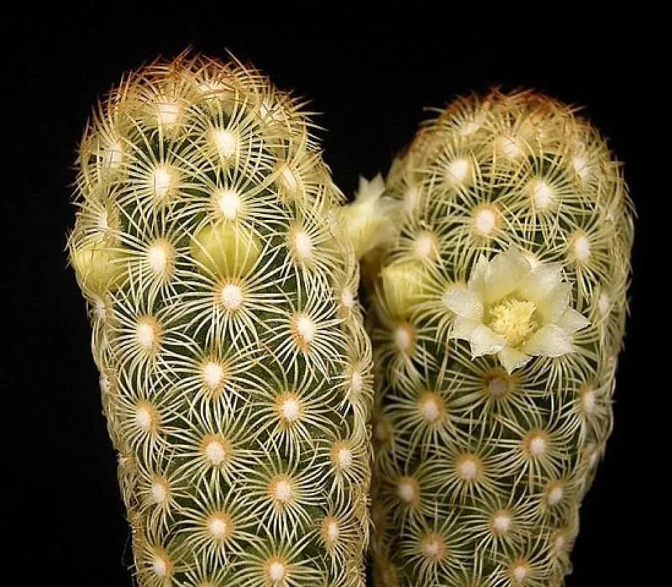 Mammillaria elongata