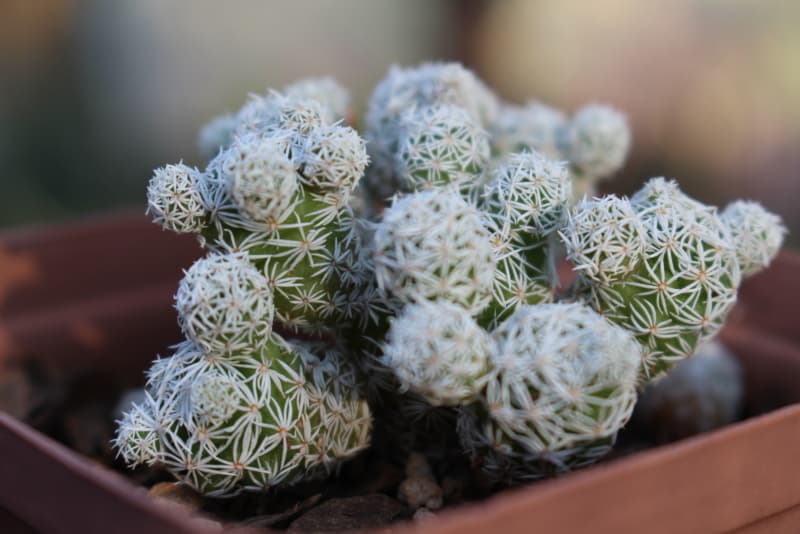 Mammillaria gracilis