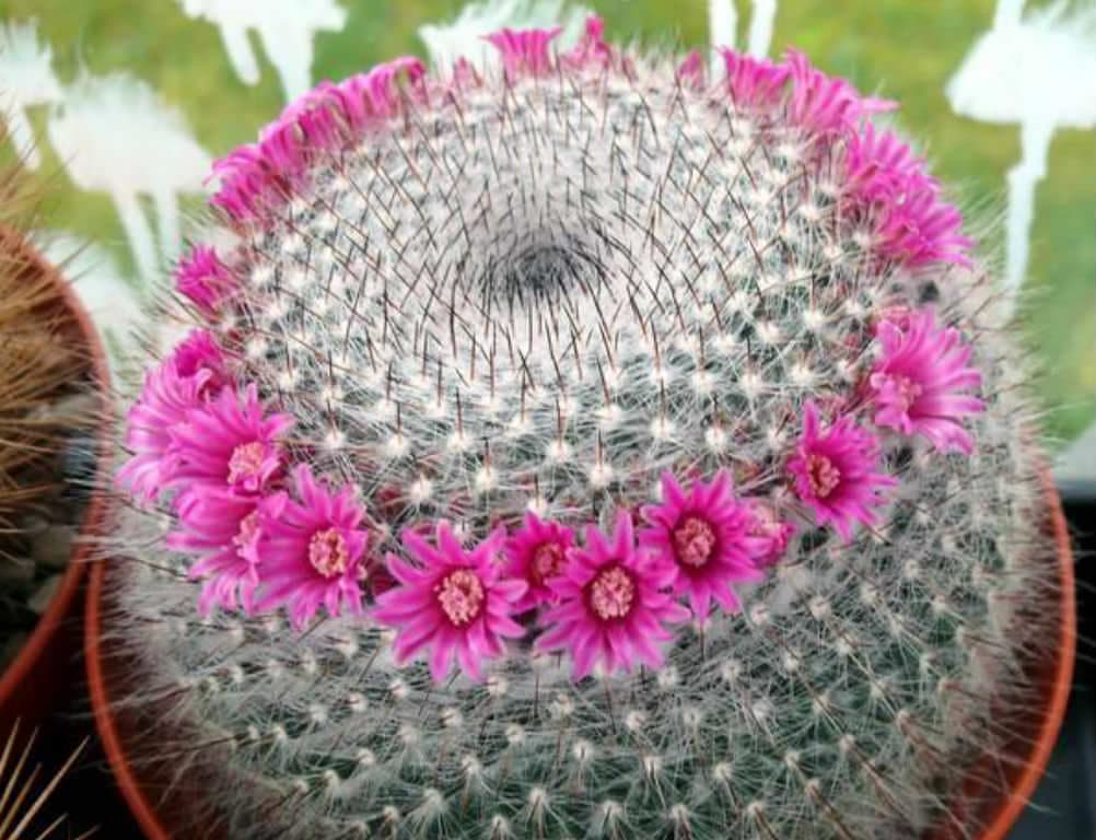 Mammillaria hahniana