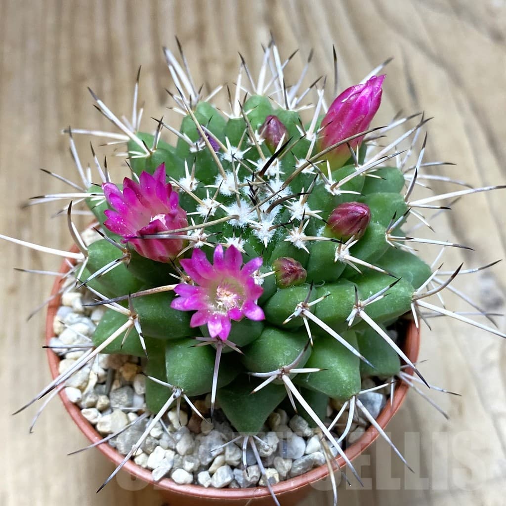 Mammillaria magnimamma