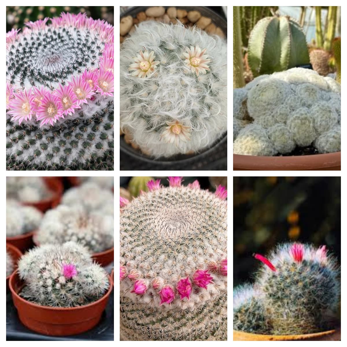 10 Mammillaria ยอดนิยมในไทย