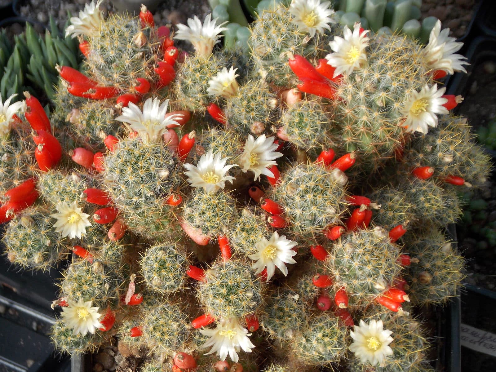 Mammillaria prolifera