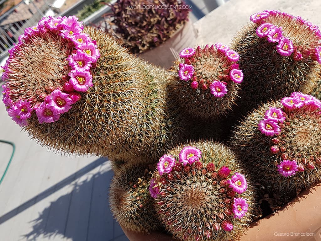 Mammillaria spinosissima