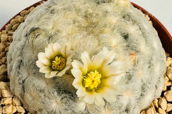Mammillaria