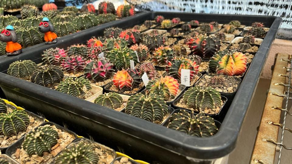 About Beepees Cactus