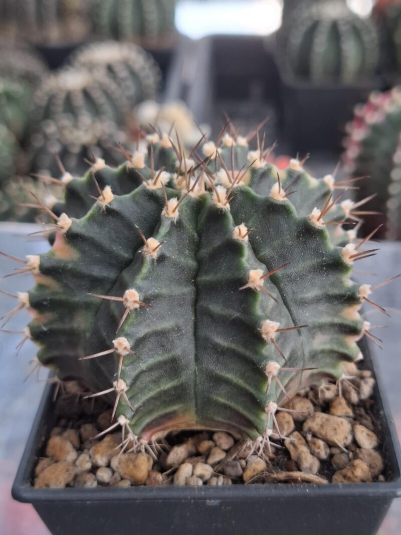 #4 Gymnocalycium ด่าง ขนาดกระถาง 3 นิ้ว - Image 3