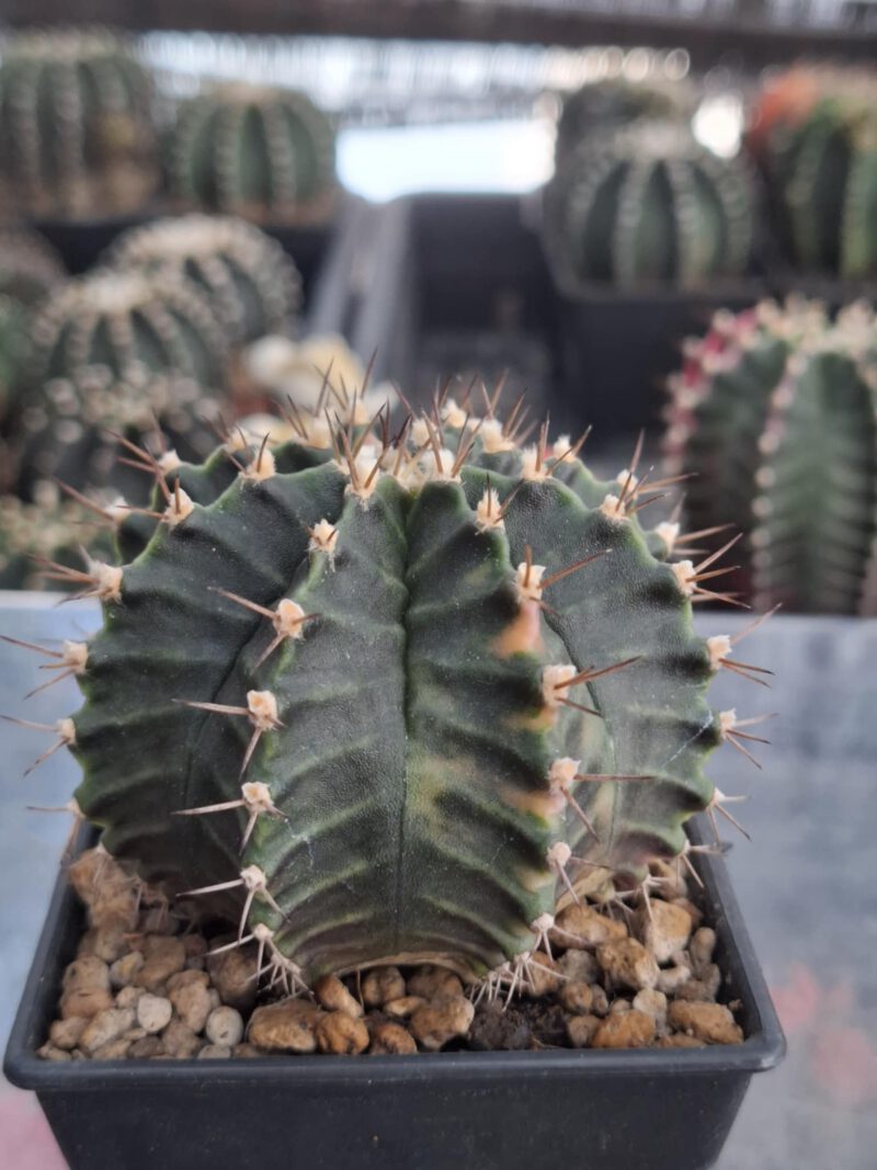#4 Gymnocalycium ด่าง ขนาดกระถาง 3 นิ้ว - Image 2