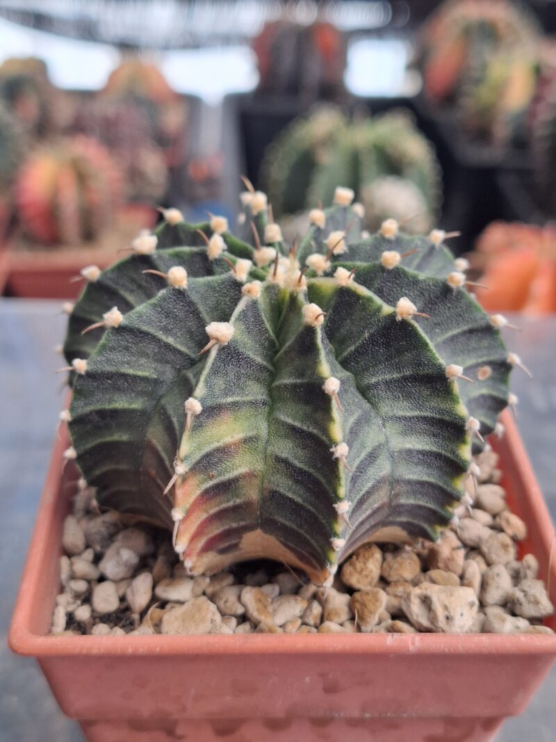 #5 Gymnocalycium ด่าง ขนาดกระถาง 3 นิ้ว