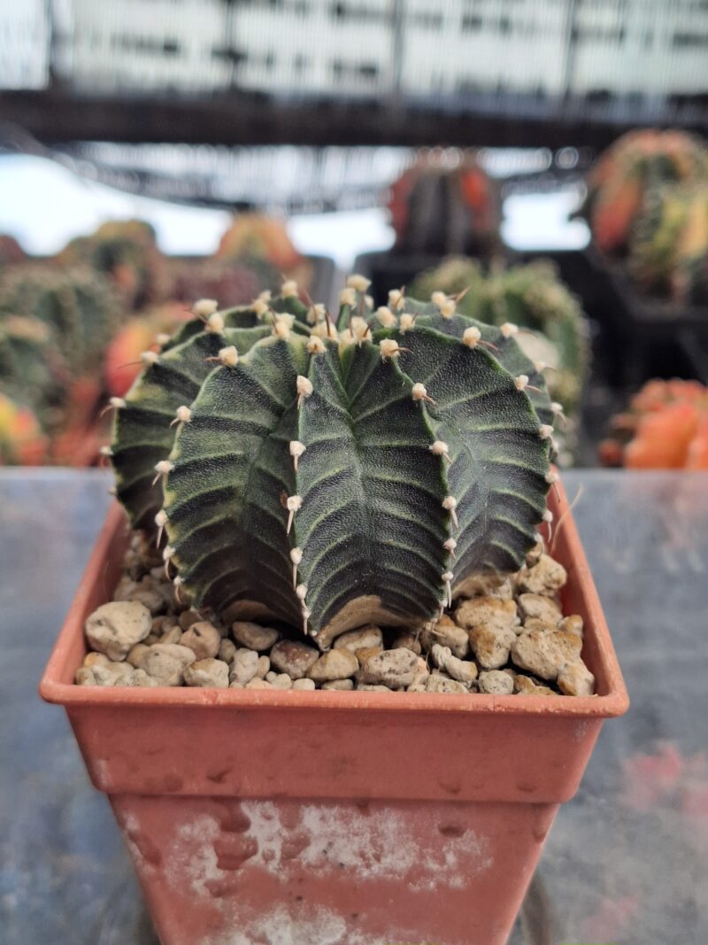 #5 Gymnocalycium ด่าง ขนาดกระถาง 3 นิ้ว - Image 2