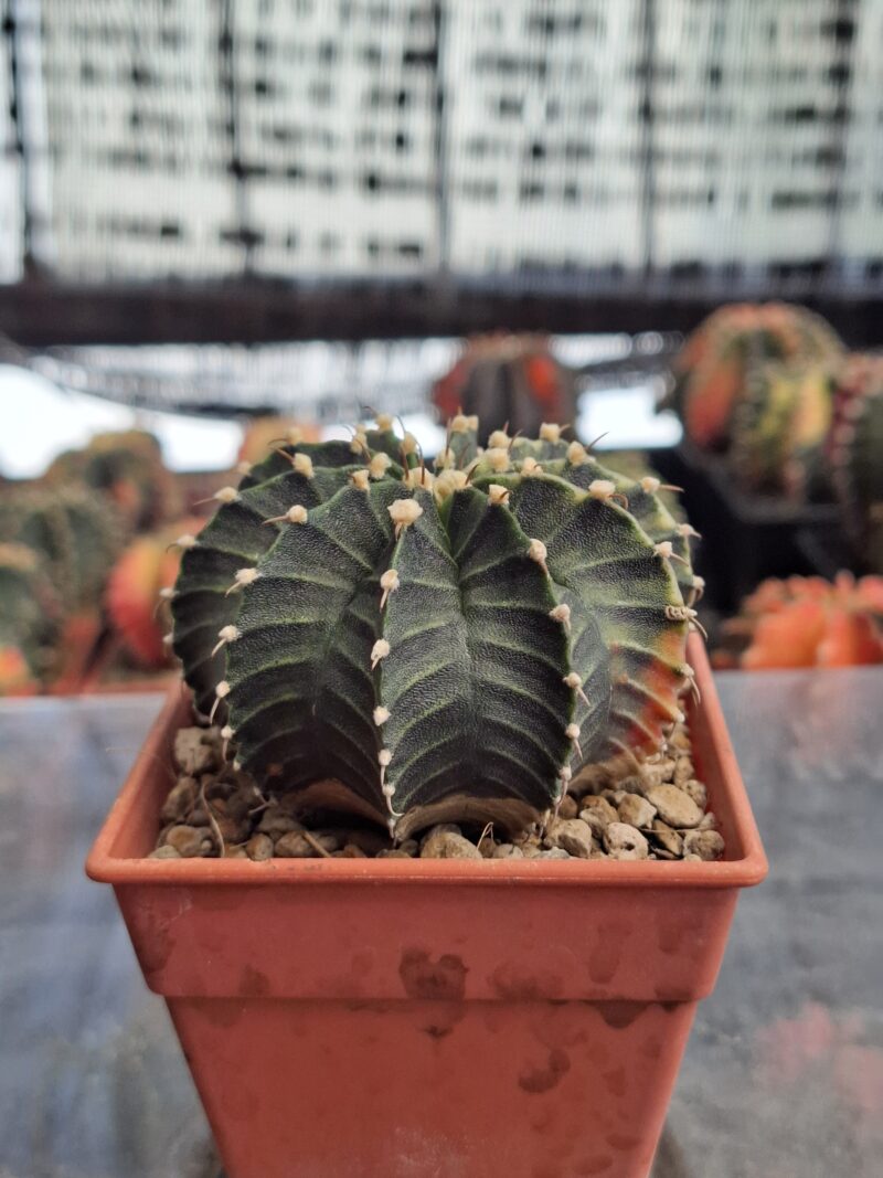 #5 Gymnocalycium ด่าง ขนาดกระถาง 3 นิ้ว - Image 4
