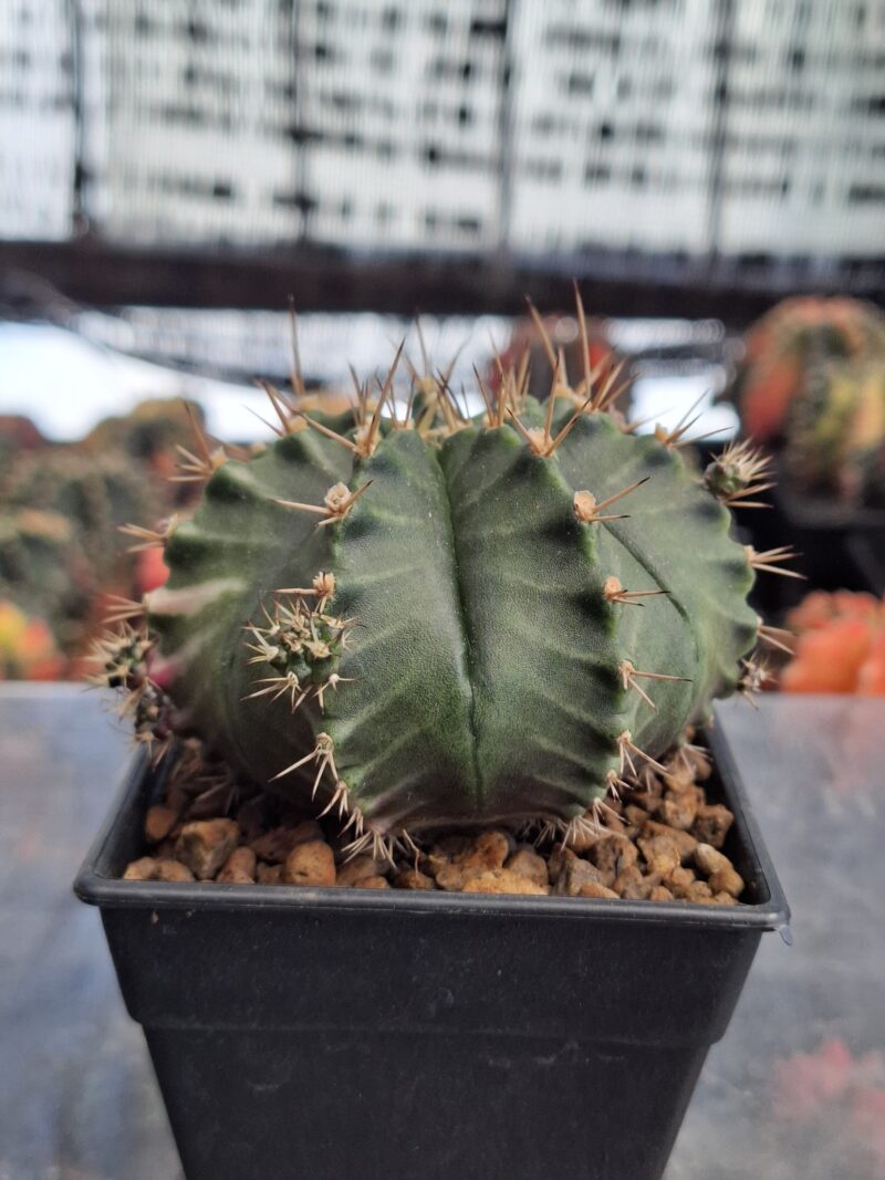 #6 Gymnocalycium ด่าง ขนาดกระถาง 3 นิ้ว - Image 3