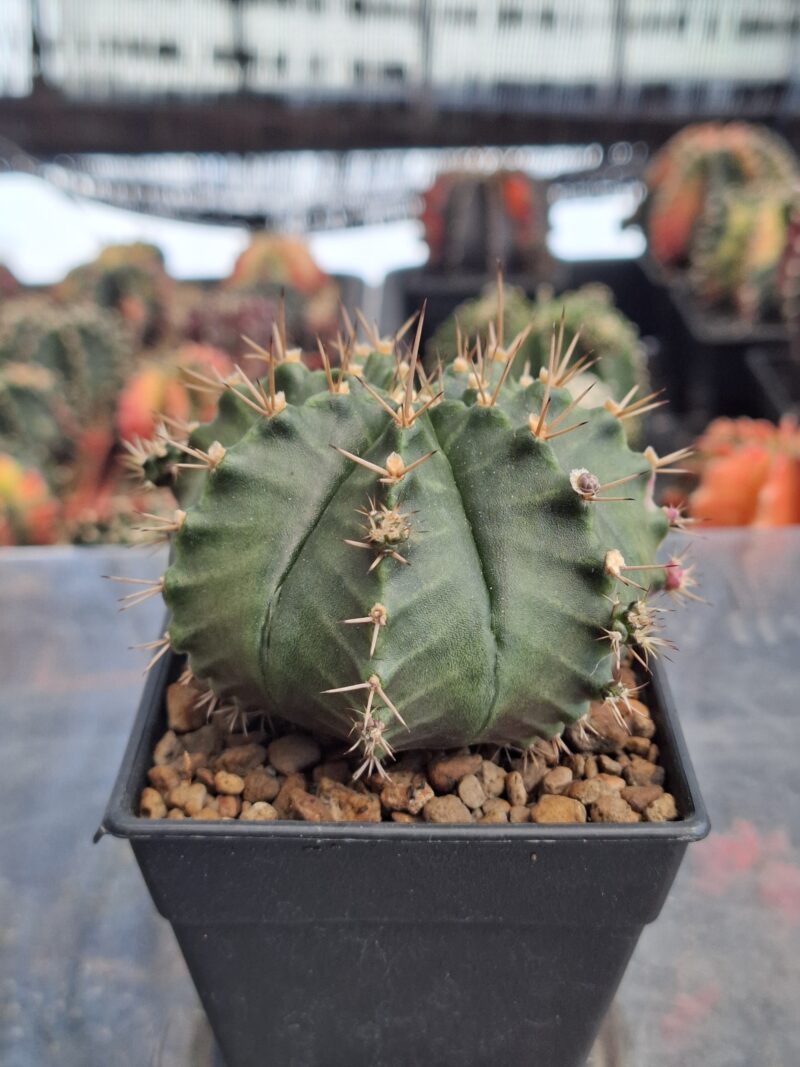 #6 Gymnocalycium ด่าง ขนาดกระถาง 3 นิ้ว - Image 2
