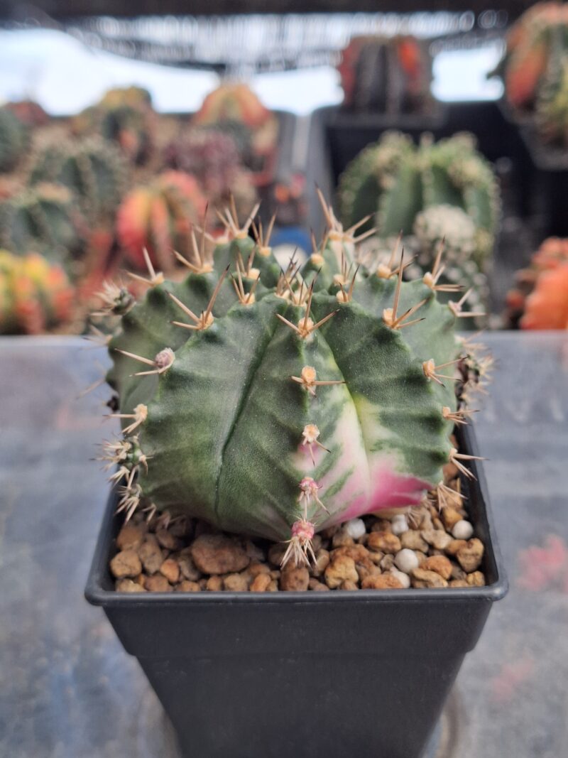 #6 Gymnocalycium ด่าง ขนาดกระถาง 3 นิ้ว
