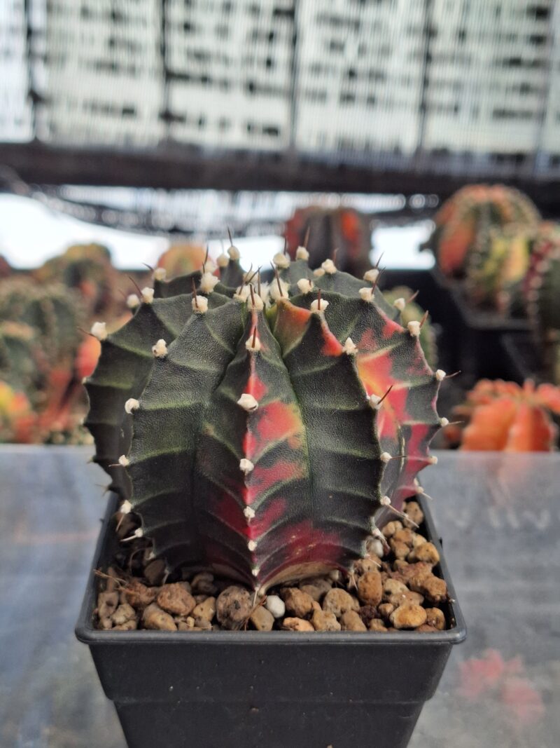 #7 Gymnocalycium ด่าง ขนาดกระถาง 3 นิ้ว