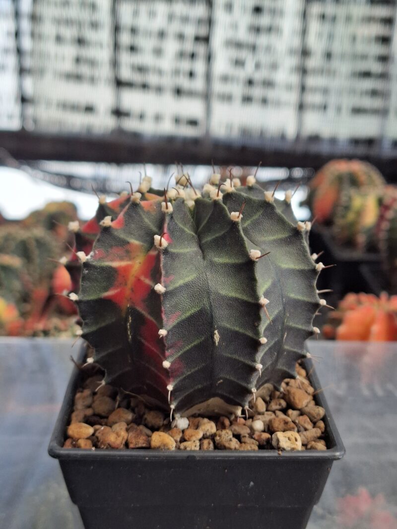 #7 Gymnocalycium ด่าง ขนาดกระถาง 3 นิ้ว - Image 2