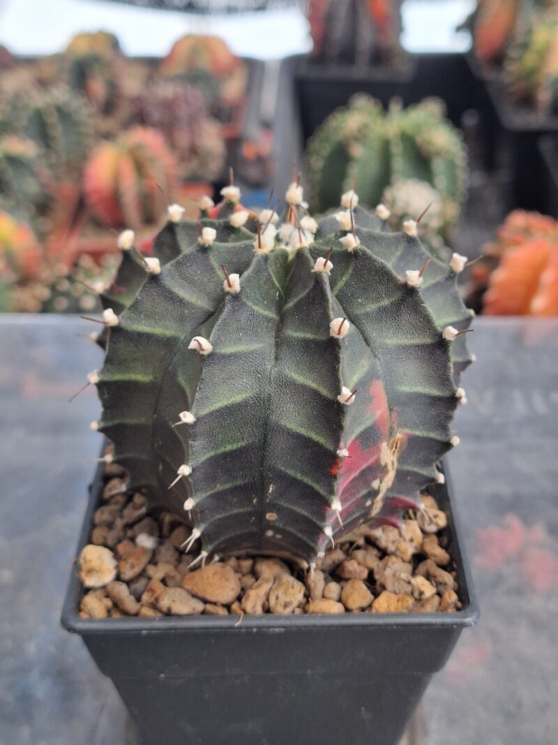#7 Gymnocalycium ด่าง ขนาดกระถาง 3 นิ้ว - Image 3