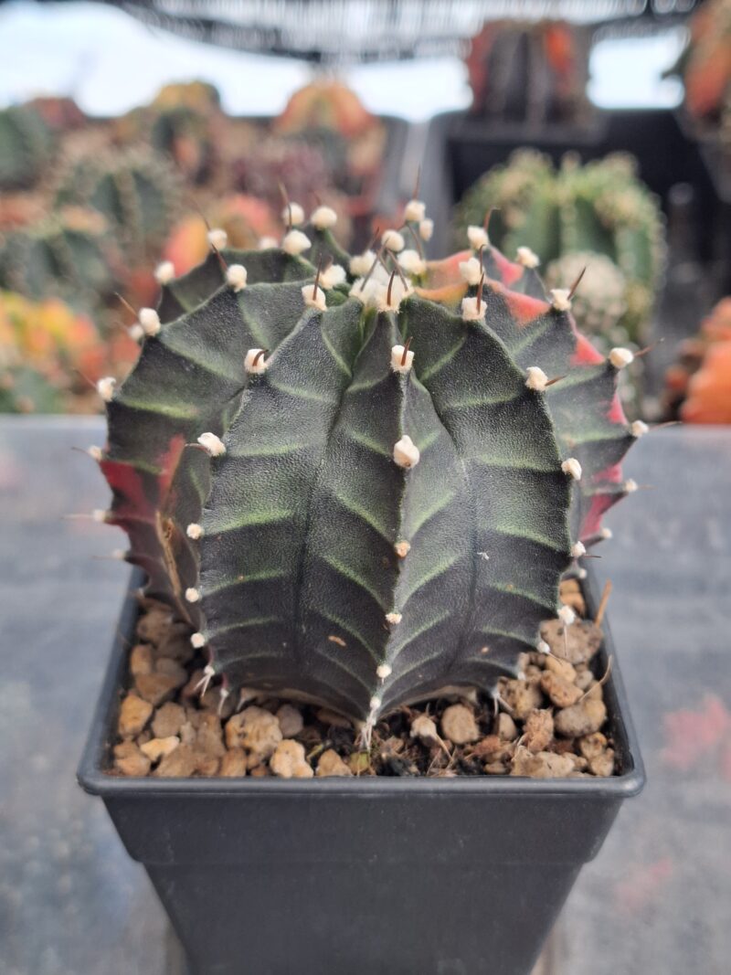#7 Gymnocalycium ด่าง ขนาดกระถาง 3 นิ้ว - Image 4