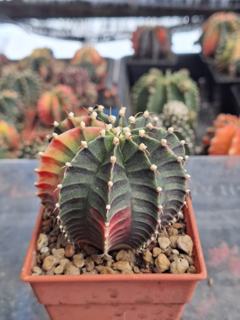#8 Gymnocalycium ด่าง ขนาดกระถาง 3 นิ้ว - Image 4