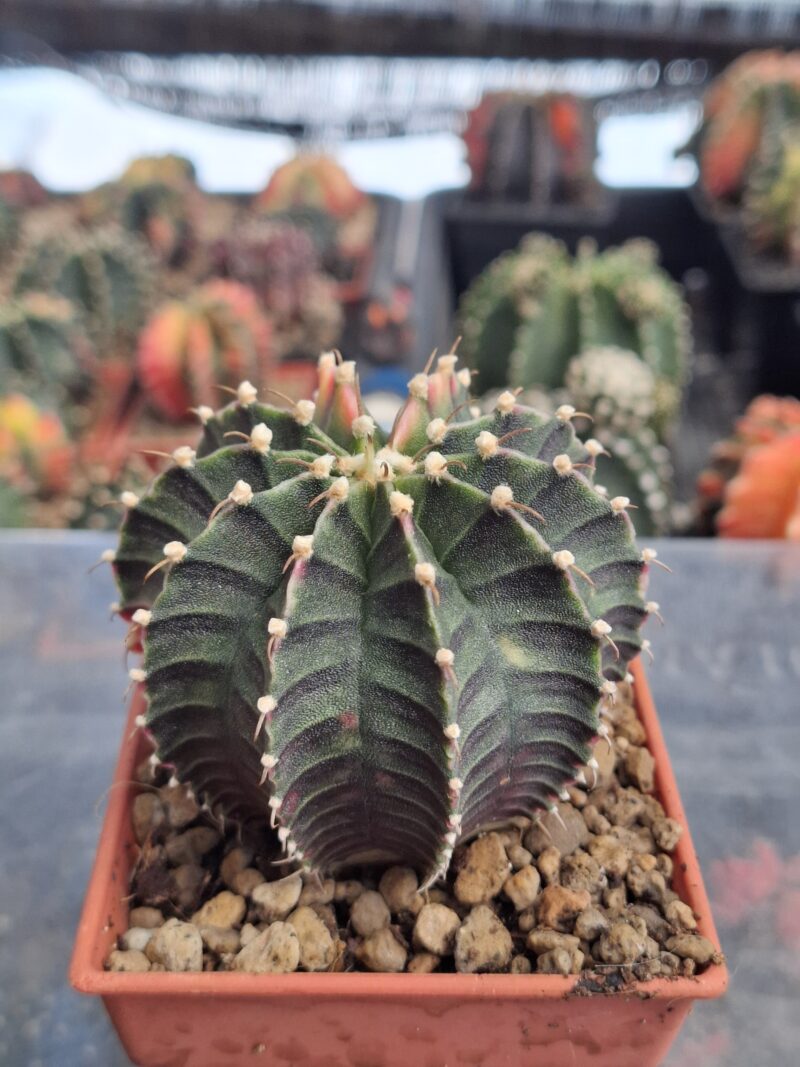 #8 Gymnocalycium ด่าง ขนาดกระถาง 3 นิ้ว - Image 3
