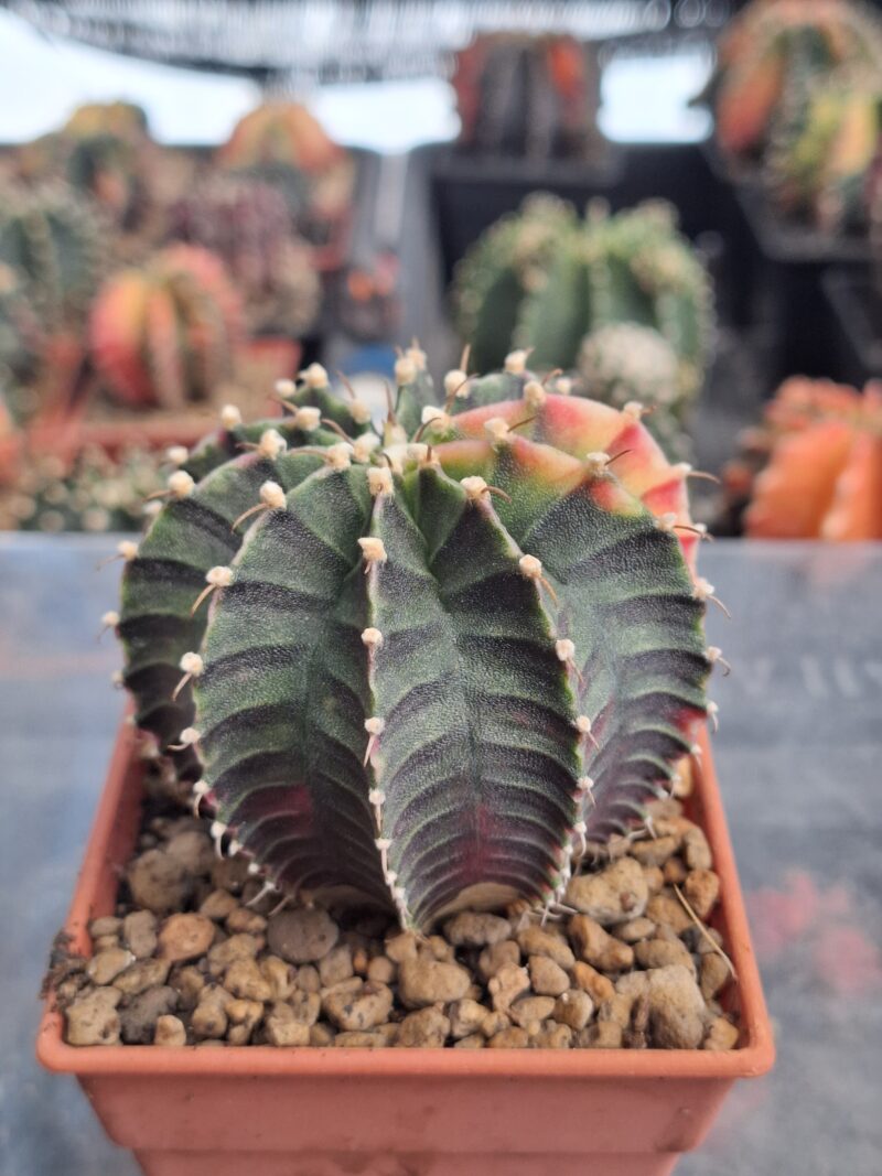 #8 Gymnocalycium ด่าง ขนาดกระถาง 3 นิ้ว - Image 2