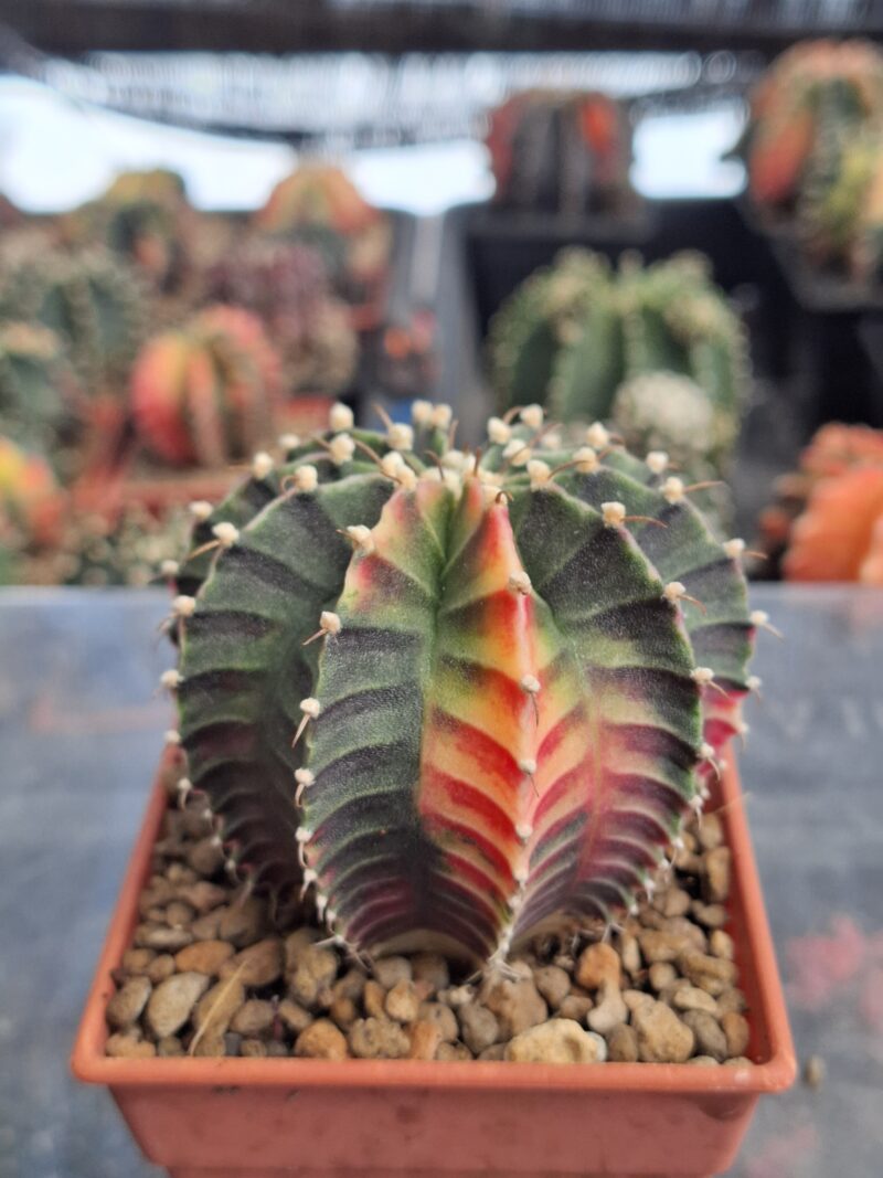 #8 Gymnocalycium ด่าง ขนาดกระถาง 3 นิ้ว