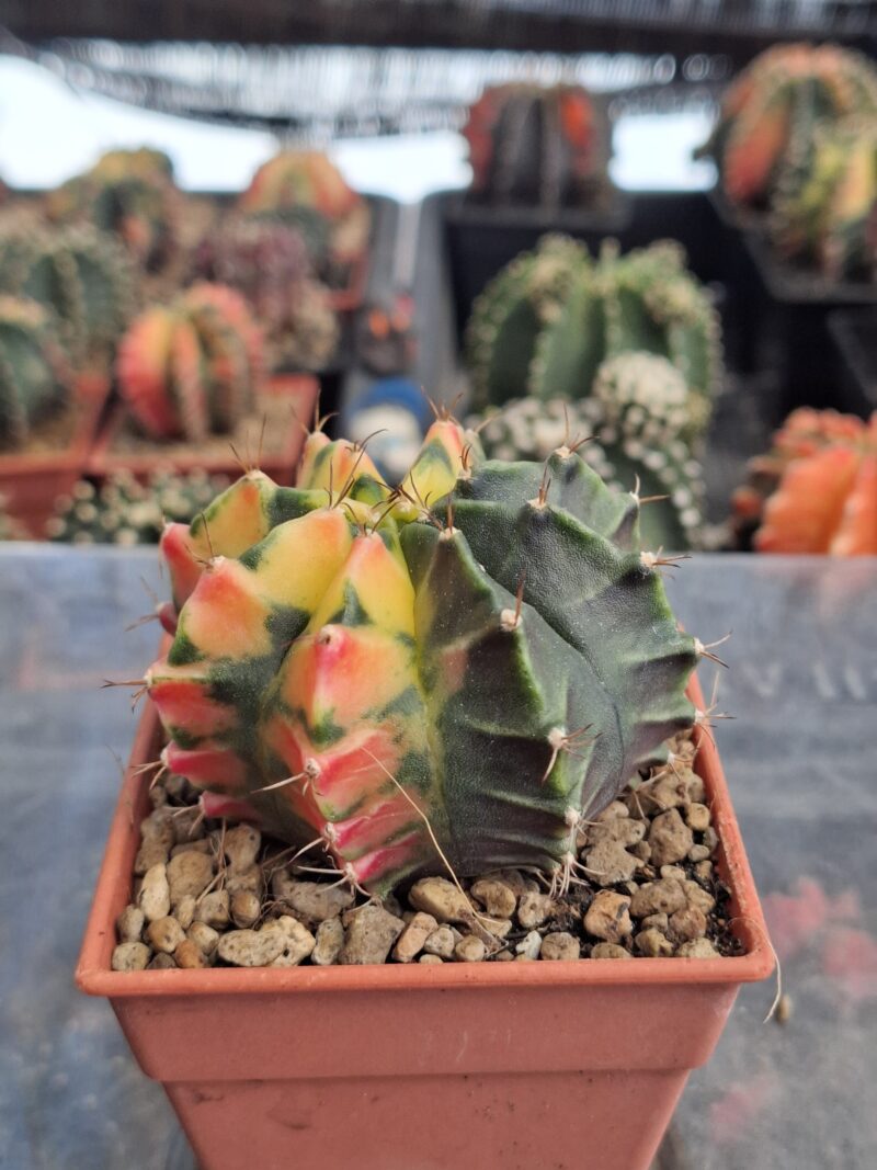#9 Gymnocalycium ด่าง ขนาดกระถาง 3 นิ้ว - Image 4