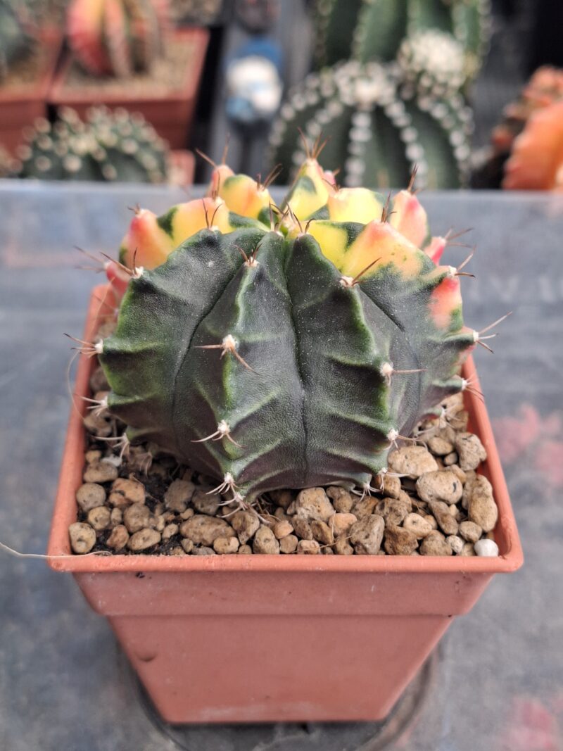 #9 Gymnocalycium ด่าง ขนาดกระถาง 3 นิ้ว - Image 3