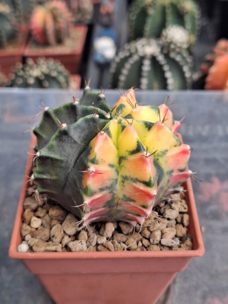 #9 Gymnocalycium ด่าง ขนาดกระถาง 3 นิ้ว - Image 2