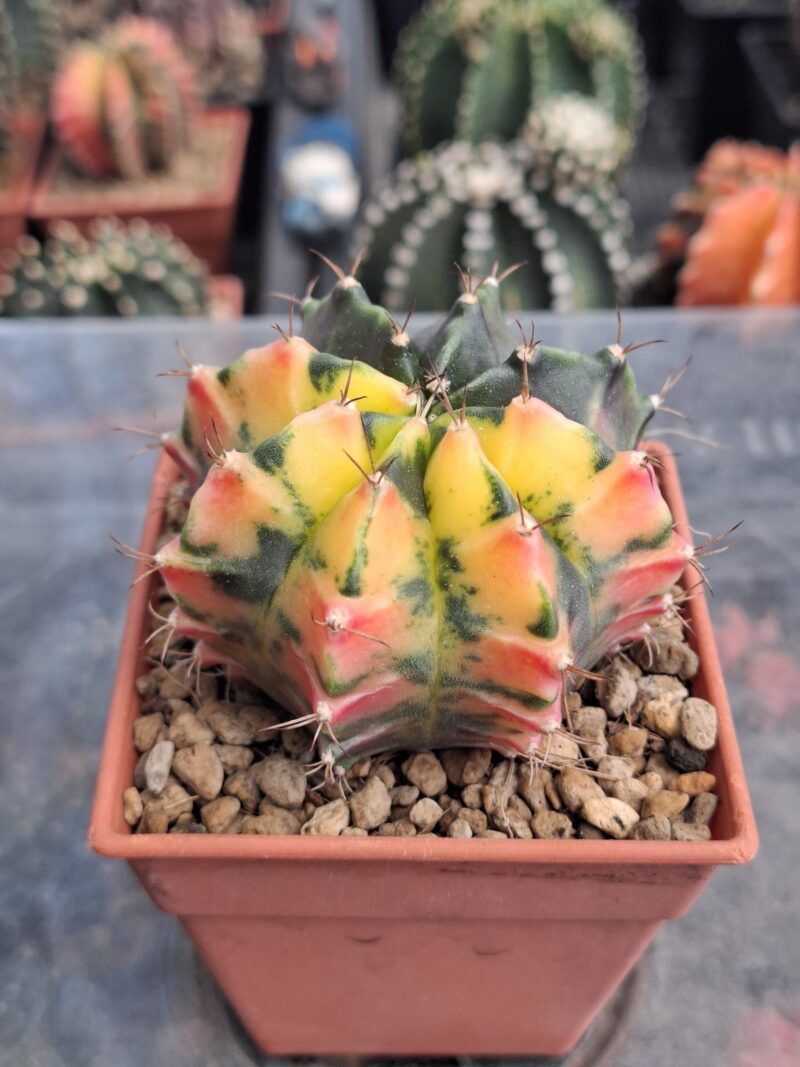 #9 Gymnocalycium ด่าง ขนาดกระถาง 3 นิ้ว