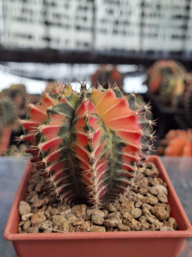 #10 Gymnocalycium ด่าง ขนาดกระถาง 3 นิ้ว