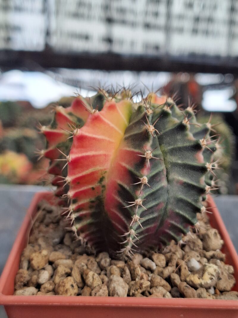 #10 Gymnocalycium ด่าง ขนาดกระถาง 3 นิ้ว - Image 3