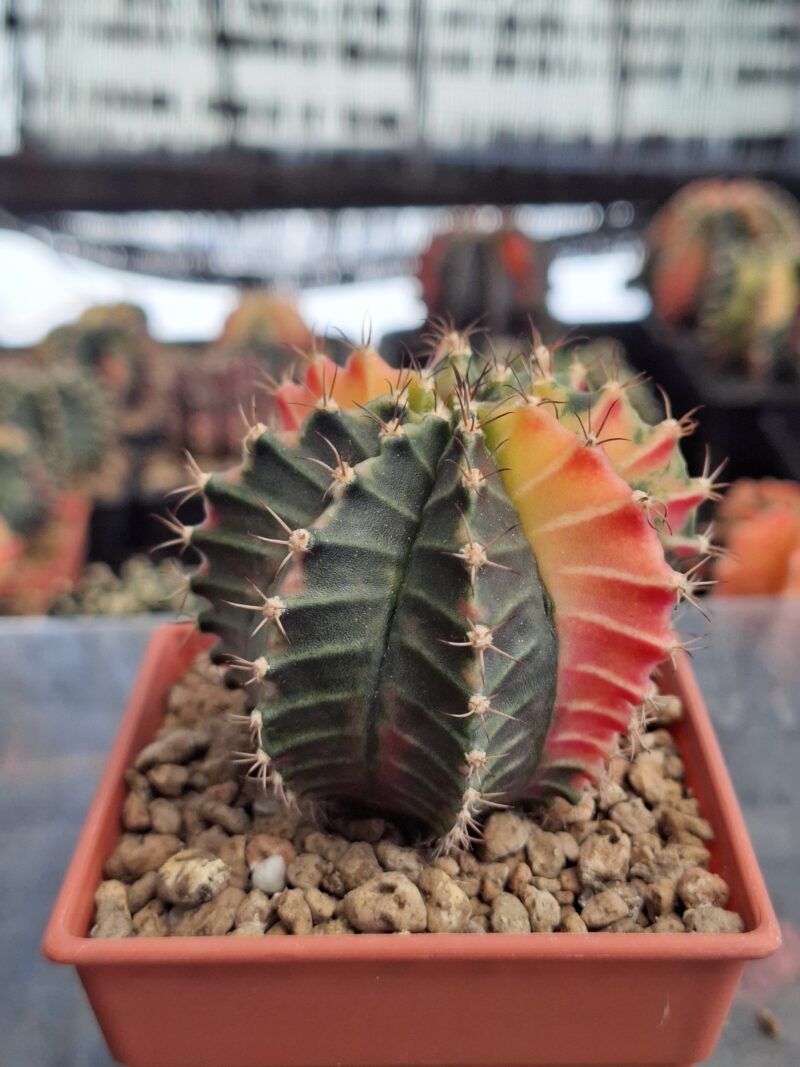 #10 Gymnocalycium ด่าง ขนาดกระถาง 3 นิ้ว - Image 4