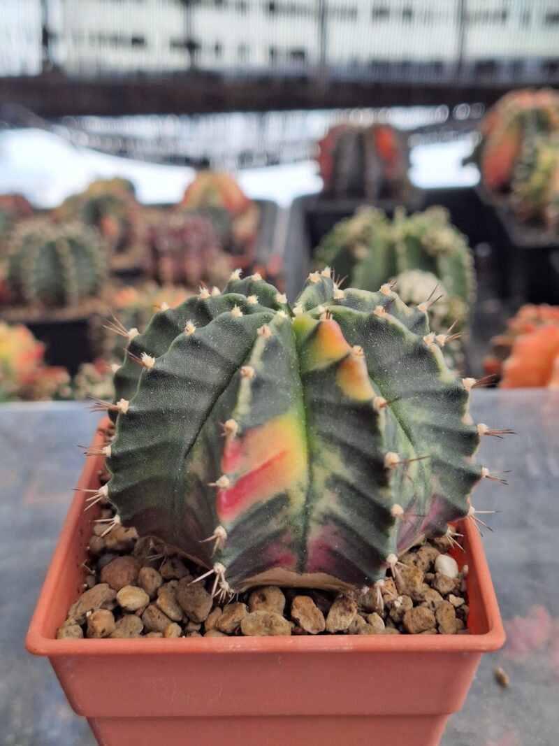 #11 Gymnocalycium ด่าง ขนาดกระถาง 3 นิ้ว - Image 2