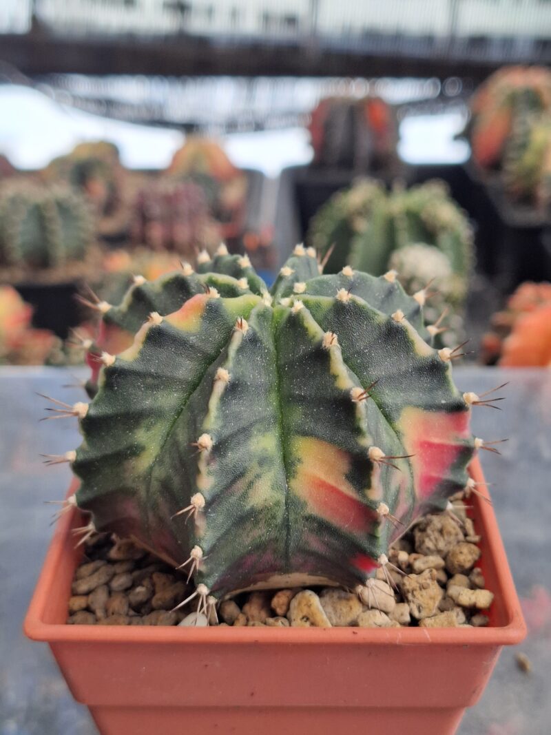#11 Gymnocalycium ด่าง ขนาดกระถาง 3 นิ้ว