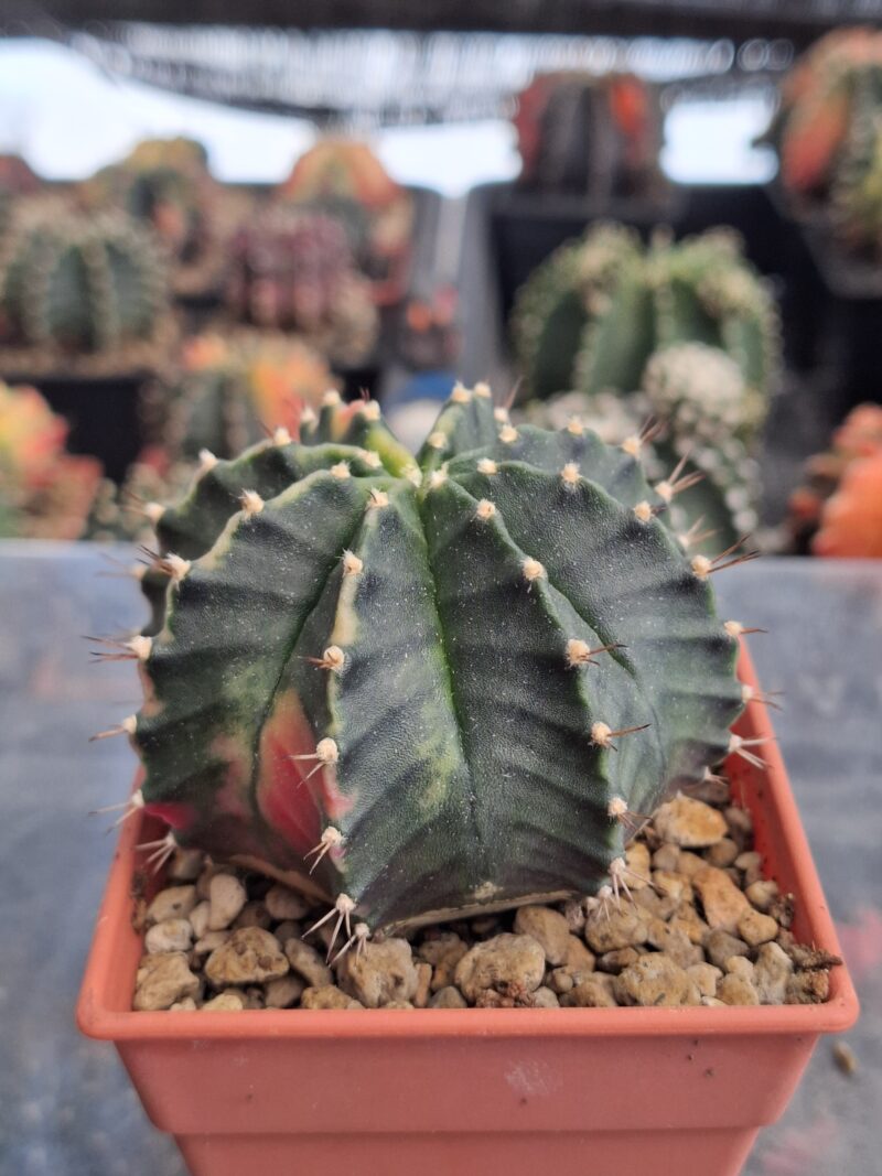 #11 Gymnocalycium ด่าง ขนาดกระถาง 3 นิ้ว - Image 3