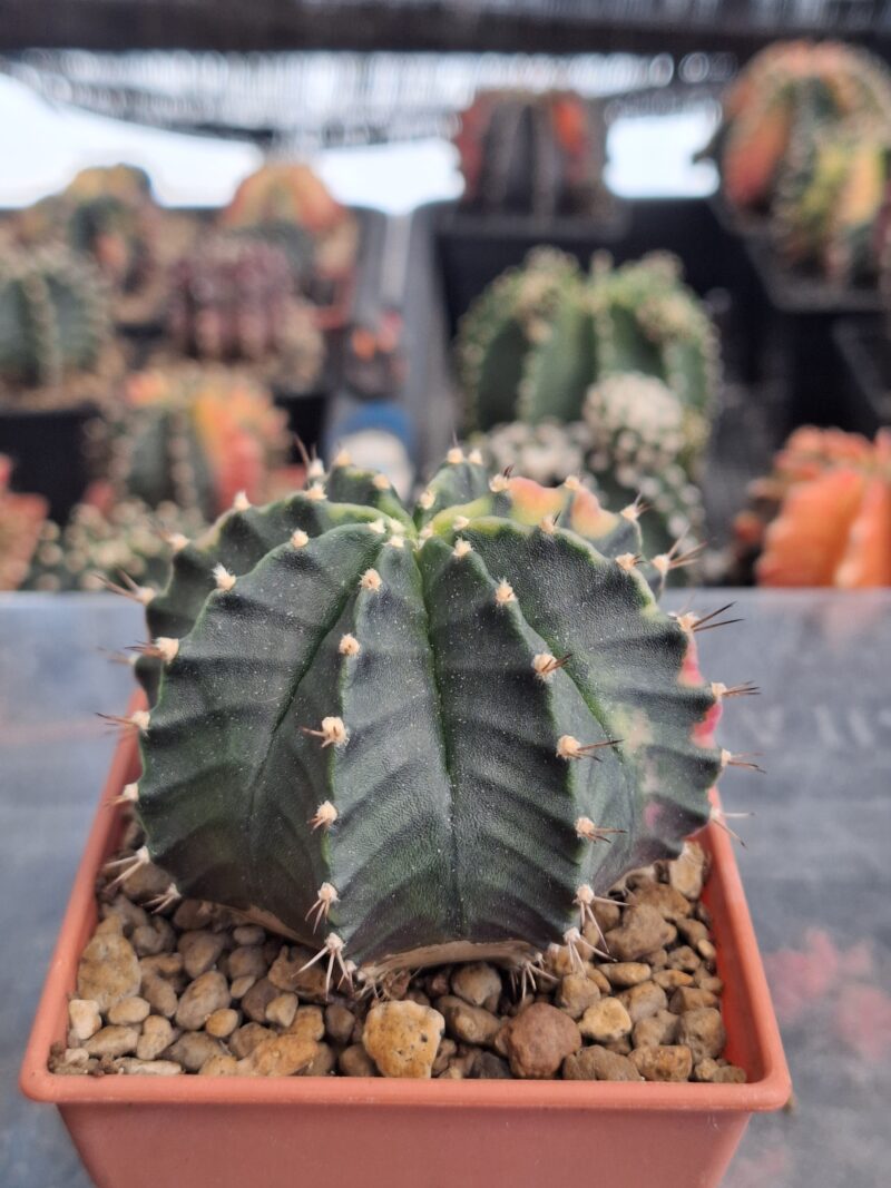 #11 Gymnocalycium ด่าง ขนาดกระถาง 3 นิ้ว - Image 4