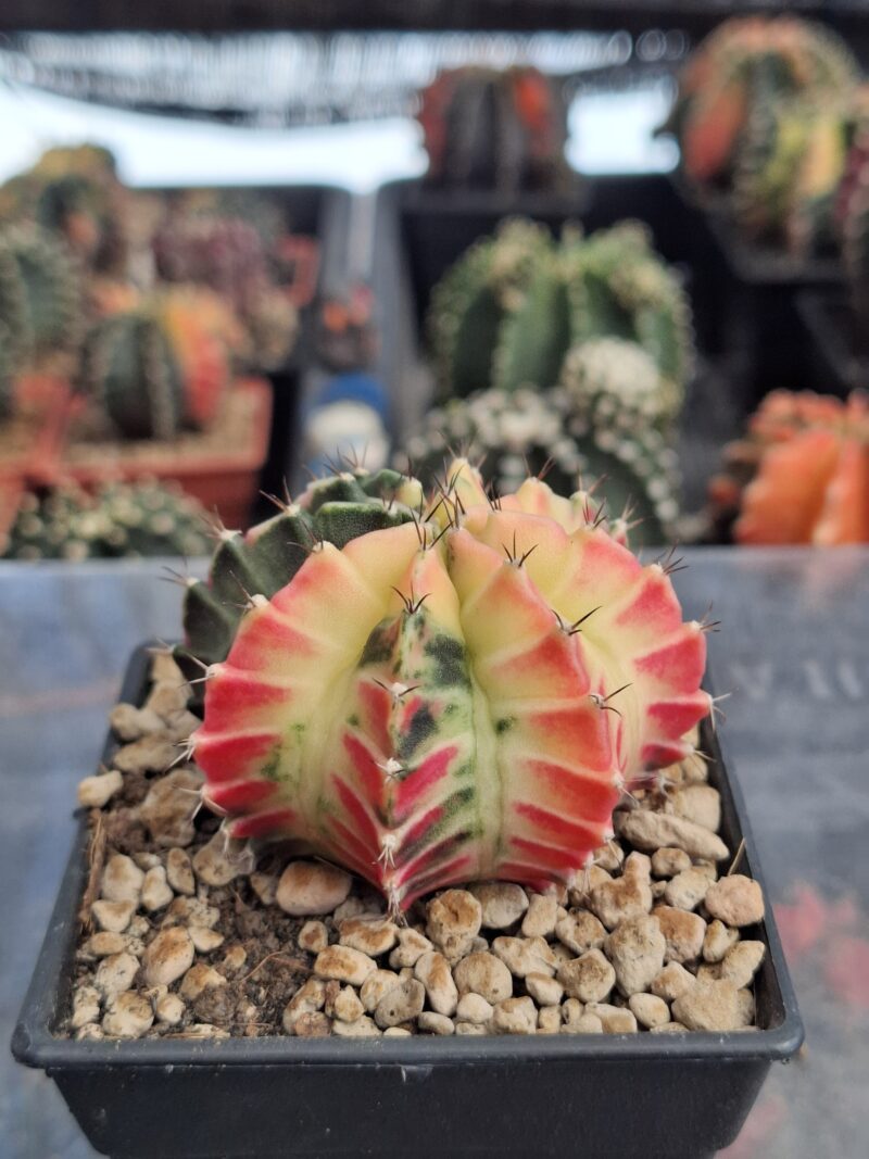 #12 Gymnocalycium ด่าง ขนาดกระถาง 3 นิ้ว - Image 4