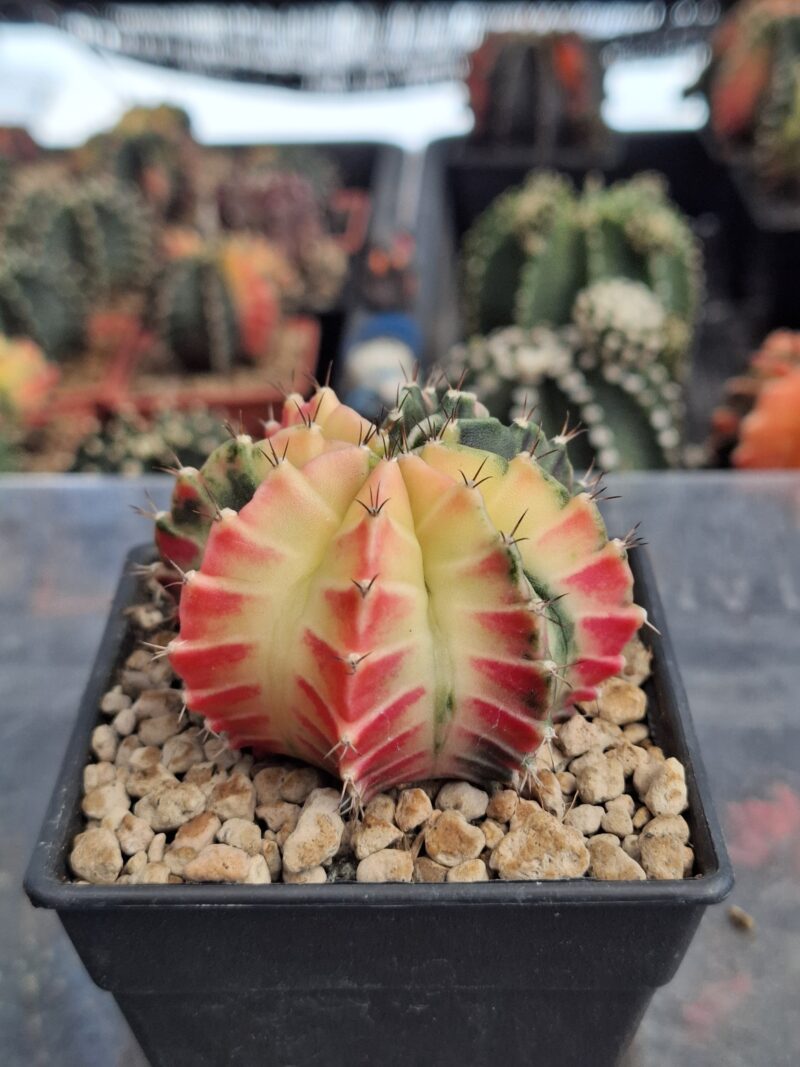 #12 Gymnocalycium ด่าง ขนาดกระถาง 3 นิ้ว - Image 3