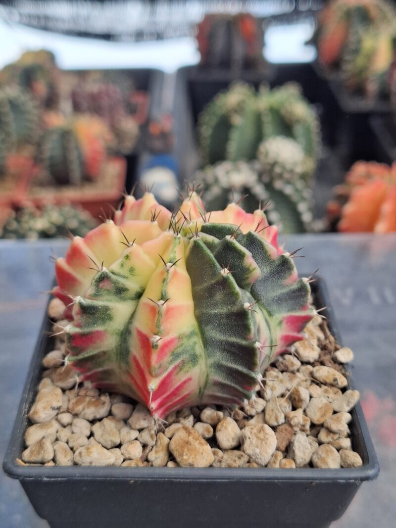 #12 Gymnocalycium ด่าง ขนาดกระถาง 3 นิ้ว - Image 2