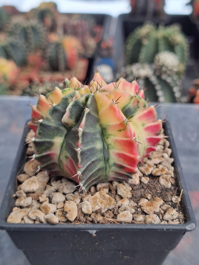 #12 Gymnocalycium ด่าง ขนาดกระถาง 3 นิ้ว