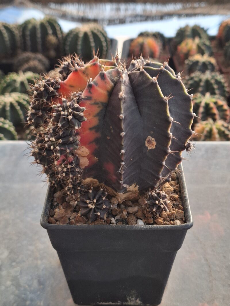 #13 Gymnocalycium ด่าง ขนาดกระถาง 4 นิ้ว - Image 4