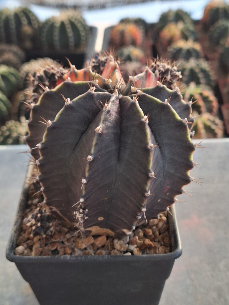 #13 Gymnocalycium ด่าง ขนาดกระถาง 4 นิ้ว - Image 3