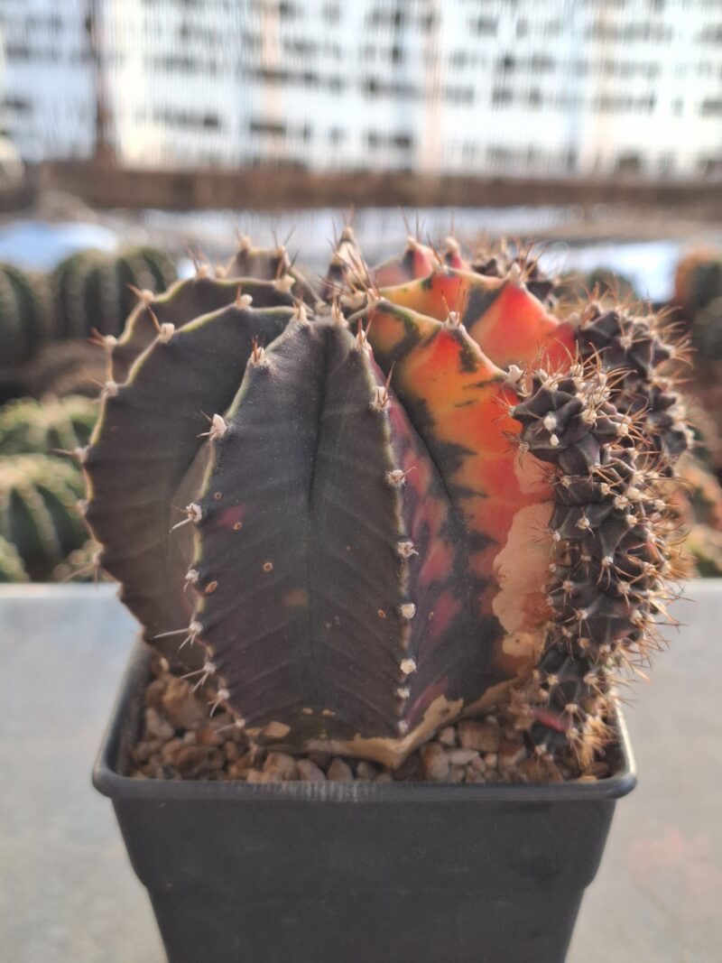 #13 Gymnocalycium ด่าง ขนาดกระถาง 4 นิ้ว - Image 2