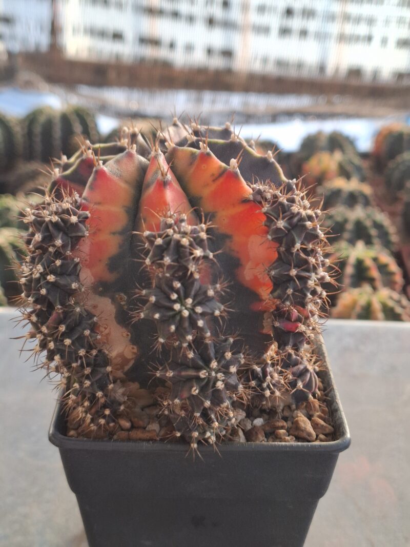 #13 Gymnocalycium ด่าง ขนาดกระถาง 4 นิ้ว