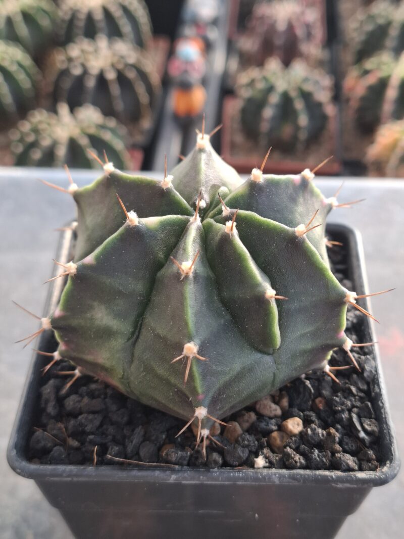 #14 Gymnocalycium ด่าง ขนาดกระถาง 4 นิ้ว