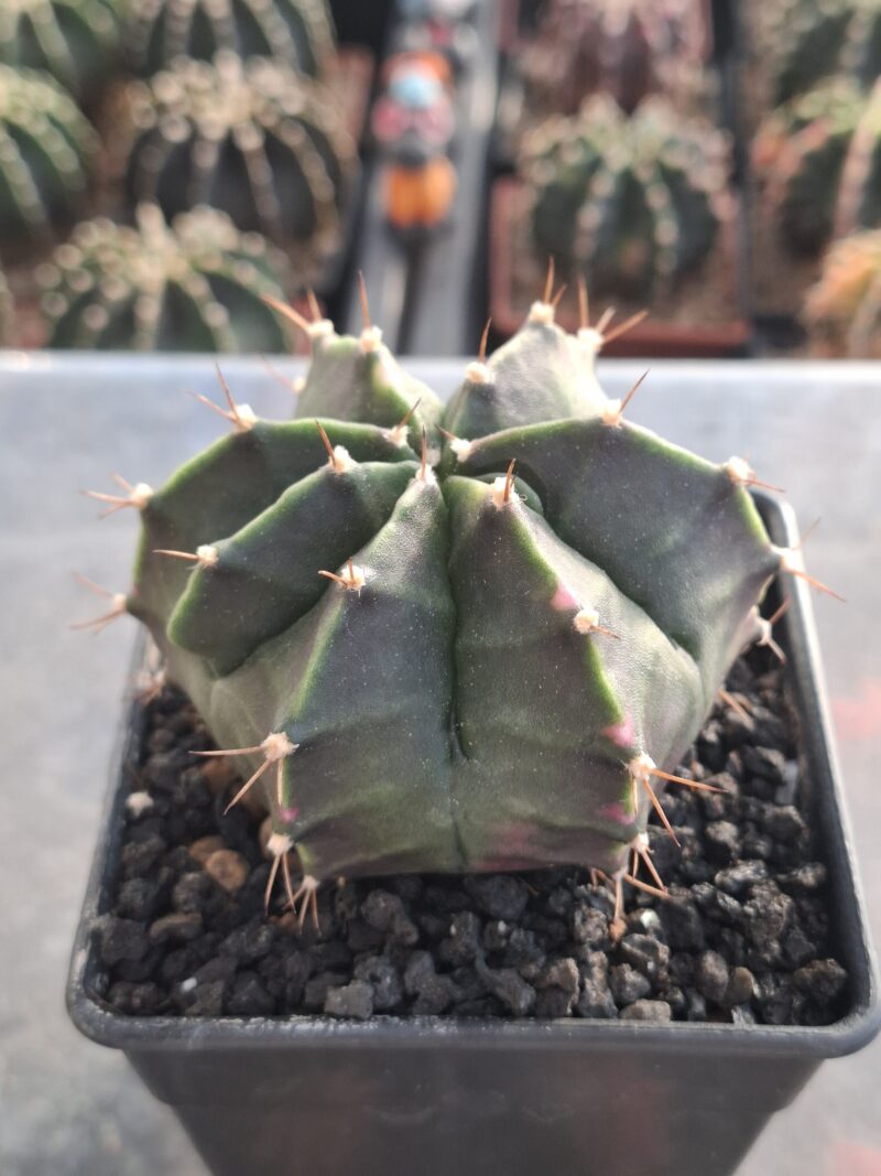 #14 Gymnocalycium ด่าง ขนาดกระถาง 4 นิ้ว - Image 3