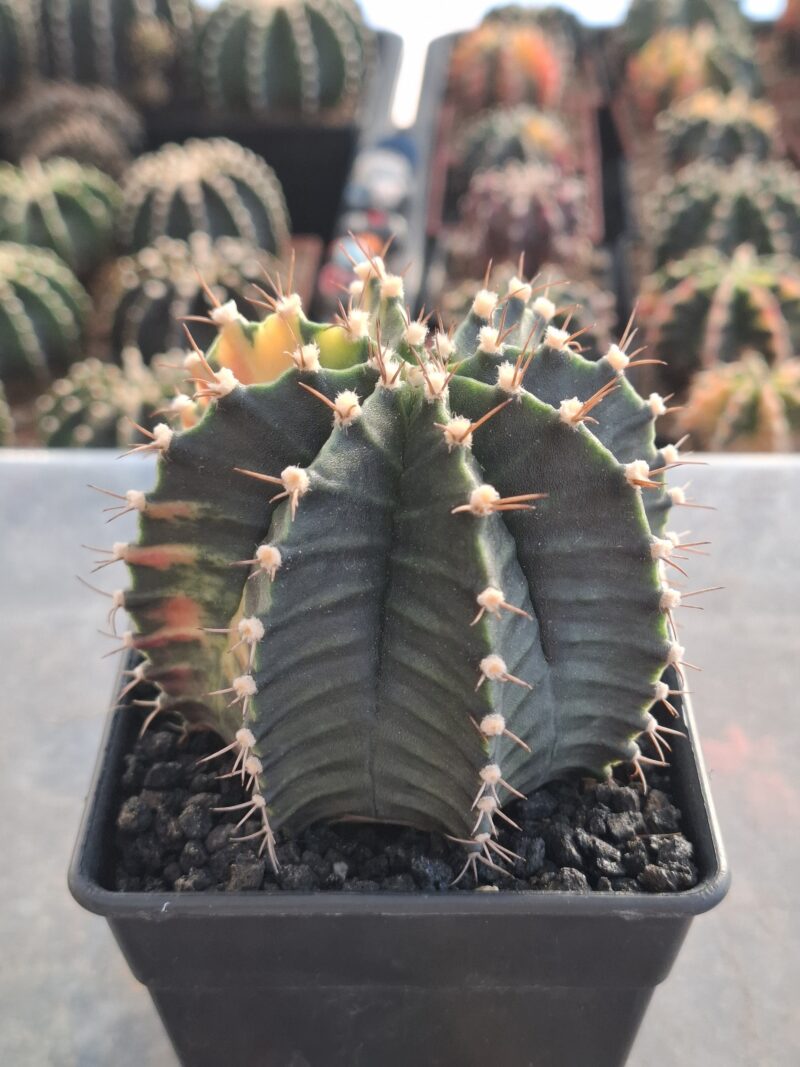 #15 Gymnocalycium ด่าง ขนาดกระถาง 4 นิ้ว - Image 3