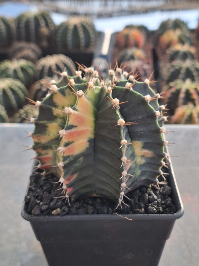 #15 Gymnocalycium ด่าง ขนาดกระถาง 4 นิ้ว